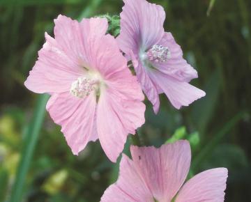 Malva moschata 'Rosea'