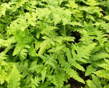 Matteucia orientalis