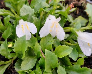 Mazus reptans 'Alba'