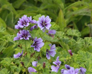 Malva sylvestris 'Dema' ('Marina') ®