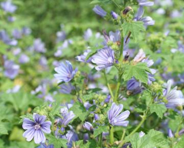 Malva sylvestris 'Primley Blue'