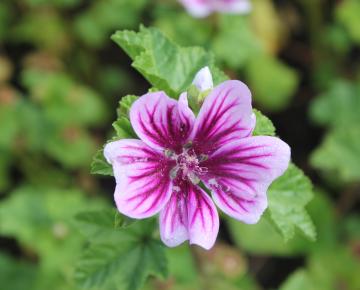 Malva sylvestris 'Zebrina'