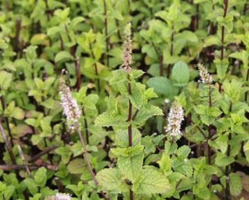 Mentha aquatica