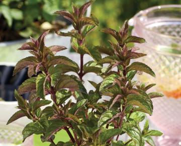 Mentha piperita (x) 'Chocolate'