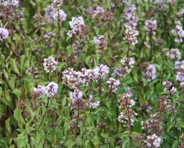 Mentha piperita (x) Citrata'