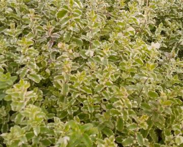Mentha rotundifolia 'Variegata'