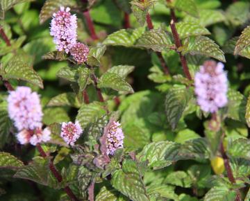 Mentha spicata 'Blackcurrant'