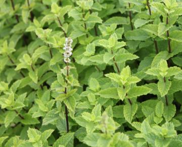 Mentha spicata 'Moroccan'