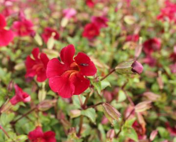 Mimulus cupreus 'Roter Kaiser'