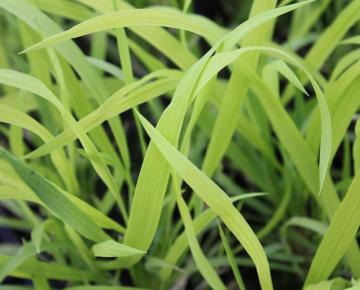 Milium effusum 'Aureum'