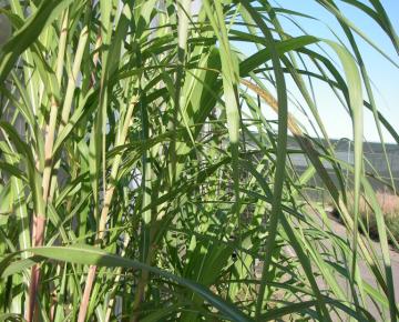Miscanthus floridulus (x) 3l.