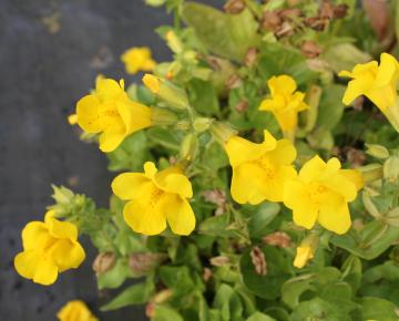Mimulus luteus