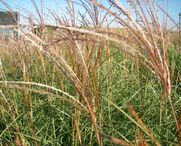 Miscanthus sinensis 'Adagio'