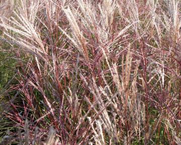Miscanthus sinensis 'Ferner Osten'