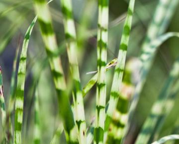Miscanthus sinensis 'Gold Bar' ®