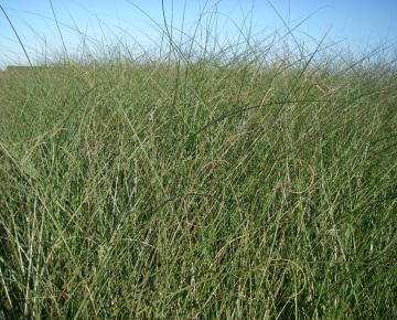 Miscanthus sinensis 'Gracillimus' 3l.