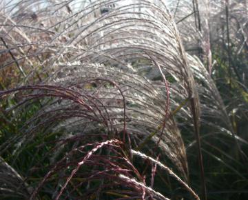 Miscanthus sinensis 'Graziella'