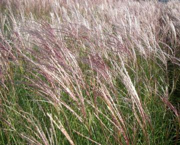 Miscanthus sinensis 'Herman Müssel'