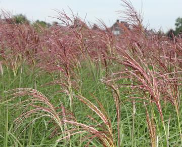 Miscanthus sinensis 'Malepartus'