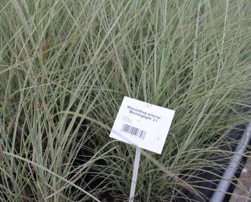 Miscanthus sinensis 'Morning Light' 3l.