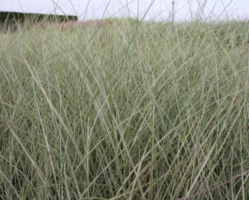Miscanthus sinensis 'Morning Light'
