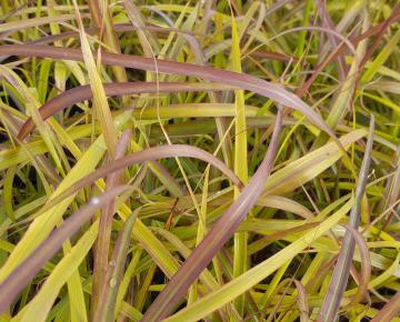 Miscanthus sinensis 'Navajo' ®