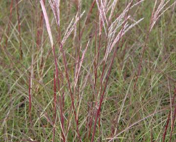 Miscanthus sinensis 'Red Chief'