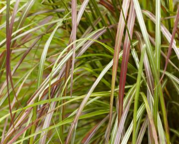 Miscanthus sinensis 'Ruby Cute' ®