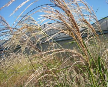 Miscanthus sinensis 'Silberfeder'