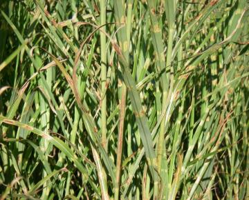 Miscanthus sinensis 'Strictus' 3l.