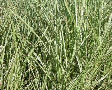 Miscanthus sinensis 'Variegatus'