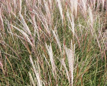 Miscanthus sinensis 'Yakushima Dwarf'