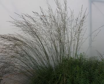 Molinia arundinacea 'Transparent'
