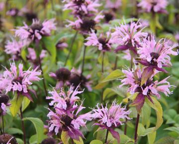 Monarda  'Beauty of Cobham'