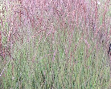 Molinia caerulea 'Edith Dudszus'