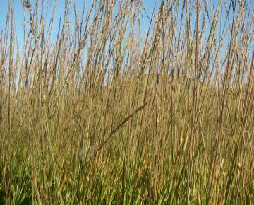 Molinia caerulea 'Heidebraut'