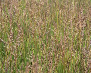 Molinia caerulea 'Heidezwerg'