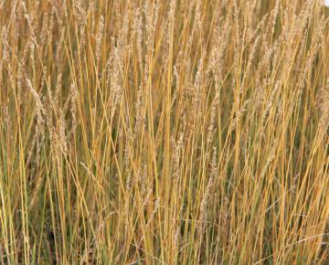 Molinia caerulea 'Overdam'