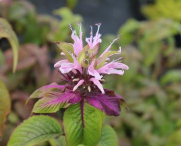 Monarda  'Croftway Pink'