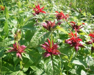 Monarda  'Cambridge Scarlet'