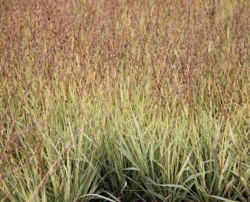 Molinia caerulea 'Variegata'