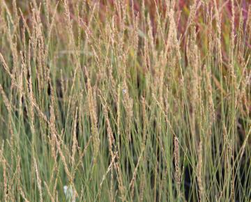 Molinia caerulea 'Waaiberg'