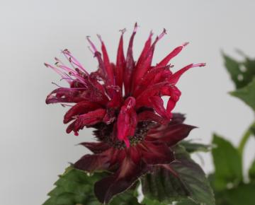 Monarda  'Fireball' PBR