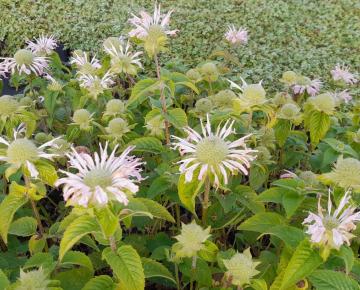 Monarda  'Fishes'
