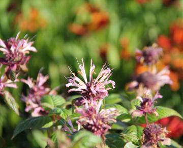 Monarda fistulosa 'Oudolf's Charm'