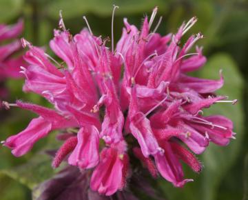 Monarda  'Marshall's Delight'