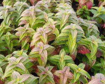 Monarda fistulosa 'Petit Delight'