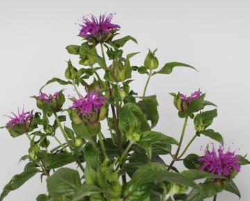 Monarda  'Prairienacht'