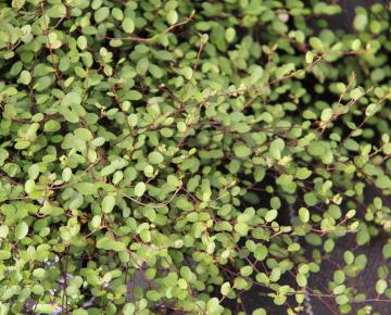 Muehlenbeckia axillaris