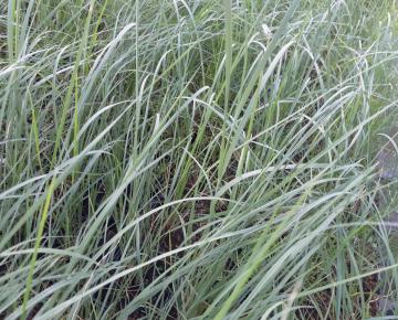 Muhlenbergia lindheimeri
